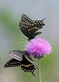 Pin On Butterflies