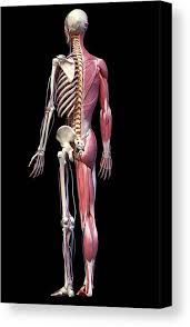 Tissue engineered skeletal muscle allows investigation of the cellular and molecular mechanisms that regulate skeletal muscle pathology. Full Body Human Skeleton With Muscles Canvas Print Canvas Art By Pixelchaos