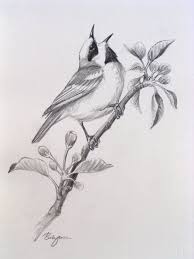 All the pencil drawings and sketches of gods, nature, animals, birds, flowers, landscape, angels, demons and more. Bird Pencil Drawings Google Zoeken I Can Recreate This In Pen And Ink Drawing Bird Pencil Drawing Pencil Drawings Bird Drawings