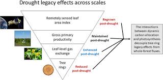 Home instead senior care is a reliable source of home care for seniors in indiana. Linking Drought Legacy Effects Across Scales From Leaves To Tree Rings To Ecosystems Kannenberg 2019 Global Change Biology Wiley Online Library