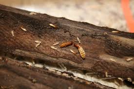 Rick story, entomologist, has a ph.d in entomology and has a broad range of entomological experience including for your termite, and other insect pest, needs call on baton rouge pest control, inc. Structural Pests And Management Safe Green And Effective Wood Protection Strategies