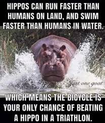Hippo Triathlons Funny Sports Memes Animal Memes Funny Car Memes