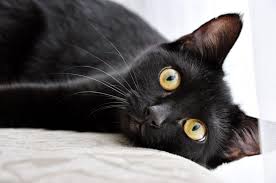Find the perfect female kitten names with our collection of 500+ popular & unique female cat names. Amazing Calico Cat Names For Your New Kitty Live Long And Pawspurr