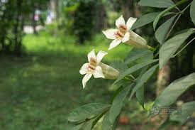 Image result for Rothmannia manganjae