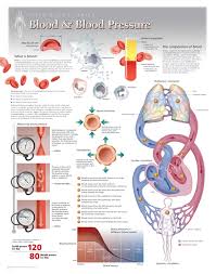 Blood And Blood Pressure