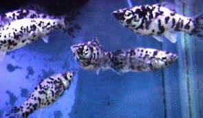 We Re Getting These Fishies Dalmation Mollies Betta Tank Mates Betta Betta Tank