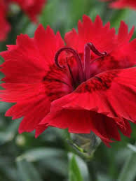 Deltoides) have changed little from the heirloom varieties. Dianthus Red Beauty Bluestone Perennialsperennials Height Short 6 Spacing Plant 10 Apart Bloom Time Mid Red Flowers Garden Dianthus Flowers Perennials