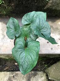 Image result for Cyanastrum