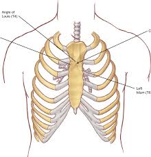 The first rib surfaces looking upward and downward, and its borders inward and outward. Surface Anatomy And Projections Of The Tracheobronchial Tree Download Scientific Diagram