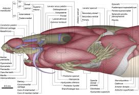 Image result for Vandellia