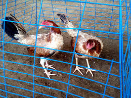 Maybe you would like to learn more about one of these? Vindex Gamefarm Thank You Very Much Mayor Nene Aguilar Facebook