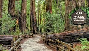 Download it once and read it on your kindle device, pc, phones or tablets. Muir Woods Giant Redwoods Tour Bay City Guide San Francisco Visitors Guide Tours Maps Events Coupons