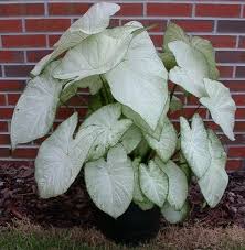Garden White Caladium Caladium Garden Caladium Plants