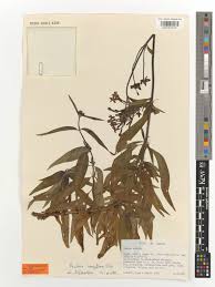 Image result for Pentas longiflora