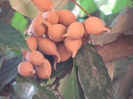 Image result for Heritiera