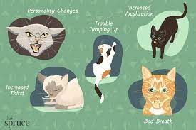 See full list on petmd.com 18 Signs That Your Cat Is Sick