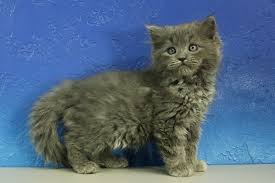 Sepia chocolate/lilac ragdoll cat/kitten is. Solid Ragdoll Cat Promotions