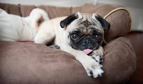 And since fiber does not get stored in the body like carbs do, it can be promising measure to keep your pooch's weight under control. Pug Breed Information