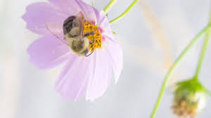 Allegro uomo che tiene i tulipani vicino alle borse della spesa su sfondo grigio. Piante Per Insetti Realizzare Un Giardino Pieno Di Fiori Pronti Da Impollinare