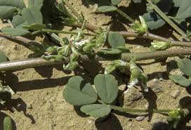 Image result for Trigonella anguina