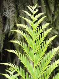 Image result for Todea