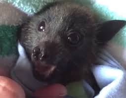 Flying Fox Tumblr Cute Bat Bat Adorable