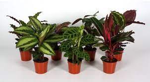 Calathea Mix Houseplant 13cm Homebase Calathea Plant Zebra Plant Calathea
