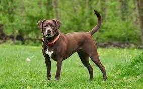 Denn süßen hundebuben haben unsere tierschutzpartner von der kette befreit. Labrabull Labrador Mischling