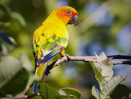 August Bird Of The Month The Sun Parakeet One Of The Rarest Birds In The Wild Pet Birds Pretty Birds Beautiful Birds