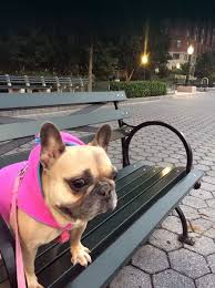 Ema is a french bulldog village and eastern canada french bulldog club rescue foster dog. French Bulldog Rescue Network Poppy In Ny