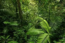 However, the flora and fauna of each rainforest evolved differently and so you'll find different animal species living in each of the different rainforest locations of the world. Rainforest Animals And Plants Rainforestfauna Com