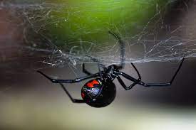 Top Ten Scariest Spiders Earth Rangers Wild Wire Blog Black Widow Spider Spider Spiders Scary