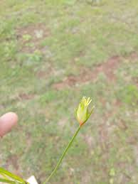 Image result for Abildgaardia ovata