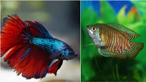 Can Betta Fish Live With Honey Gourami? - Quora
