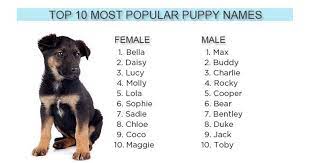 And at least 20 percent of dogs have human names like max or charlie. sports figures are a perennial favorite (the year derek jeter retired from the new york yankees, jeter was in the top 10. Bella Bentley Molly And Max Again Top Puppy Names Of 2012