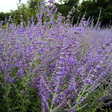 Image result for perovskia atriplicifolia 'little spire'