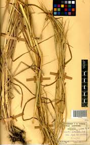 Image result for Elymandra