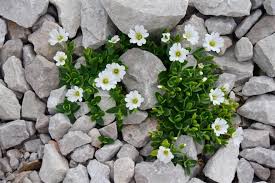 Gestalten sie einzigartige gärten & terrassen mit 25.000+ hochwertigen dekorationen & möbeln von gartentraum.de. Die Besondere Gartengestaltung Legen Sie Einen Alpinen Steingarten An Gartenpflege Tipps Ideen