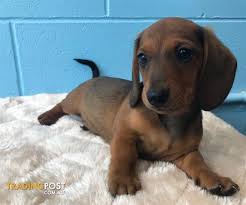 This lovable pup is currently searching for a good, loving home to call her own. Mini Dachshund Puppies For Sale Online Shopping