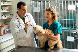 Perros y gatos día del veterinario: Efemerides 21 De Julio Hoy Es El Dia Nacional Del Medico Veterinario