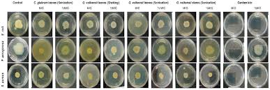 Image result for Garcinia volkensii