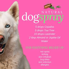 Direction Mix All Ingredient In A Spray Bottle With Water Natural Dog Spray Made With Essential Oils For Relie Dog Spray Essential Oils Dogs Oils For Dogs