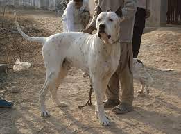 The bully kutta is a dog breed that originates from the erstwhile punjab region and it is a native of india and pakistan.it's an extremely aggressive mastiff dog. Bully Kutta The Beast Of The East Dog Breed Guide