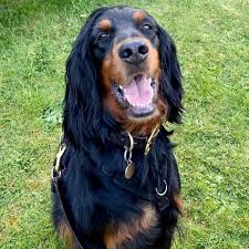 Image result for skotský setr gordonsetr