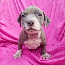 Satilik Pitbull Fiyatlari Ve Ilanlari Kopek Dunyasi
