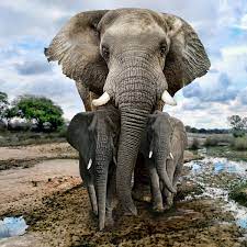The african bush elephant, the african forest elephant, and the asian elephant. To Save The African Elephant Focus Must Turn To Poverty And Corruption