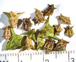 Image result for Afrobrunnichia erecta