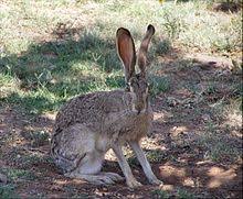 You can try digging around with tweezers or a needle to excavate the spine fragment, but they can be translucent and hard to discern. Black Tailed Jackrabbit Wikipedia
