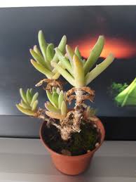 Image result for Nananthus vittatus