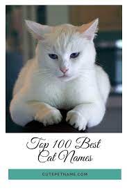 Creative cat names found straight from nature. What Is Good Cat Names Hno At